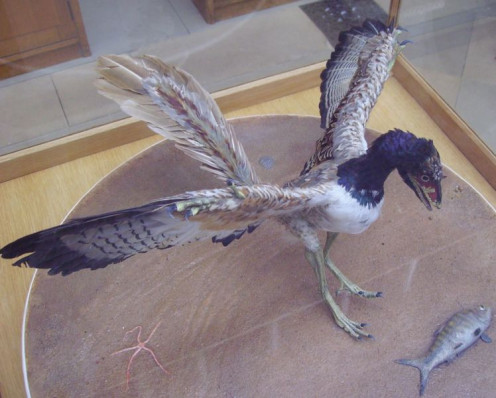 Life-sized Archaeopteryx reconstruction at the Oxford Museum of Natural History.