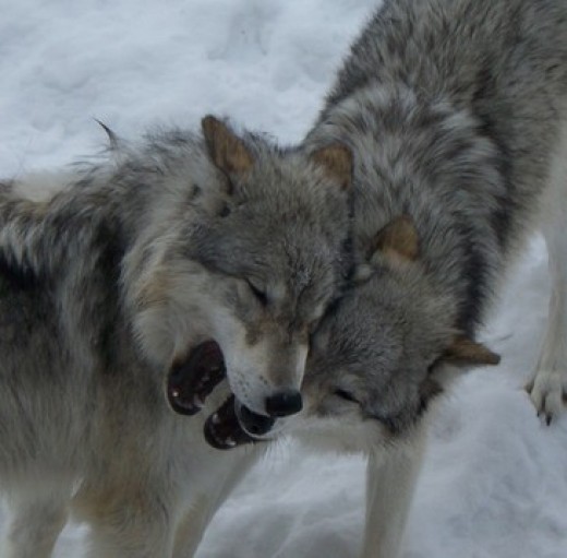 Understanding Muzzle Grabs in Dogs PetHelpful