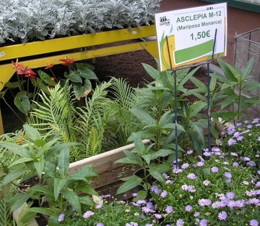 Milkweed on sale at the Lalyflor Garden Center