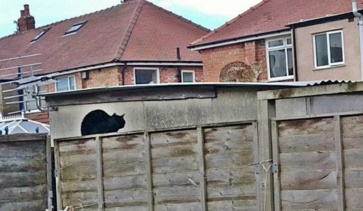 Harley (pictured on our back fence with a neighbour's cat) was always lively and adventurous and showed no signs of shortness of breath or lethargy.