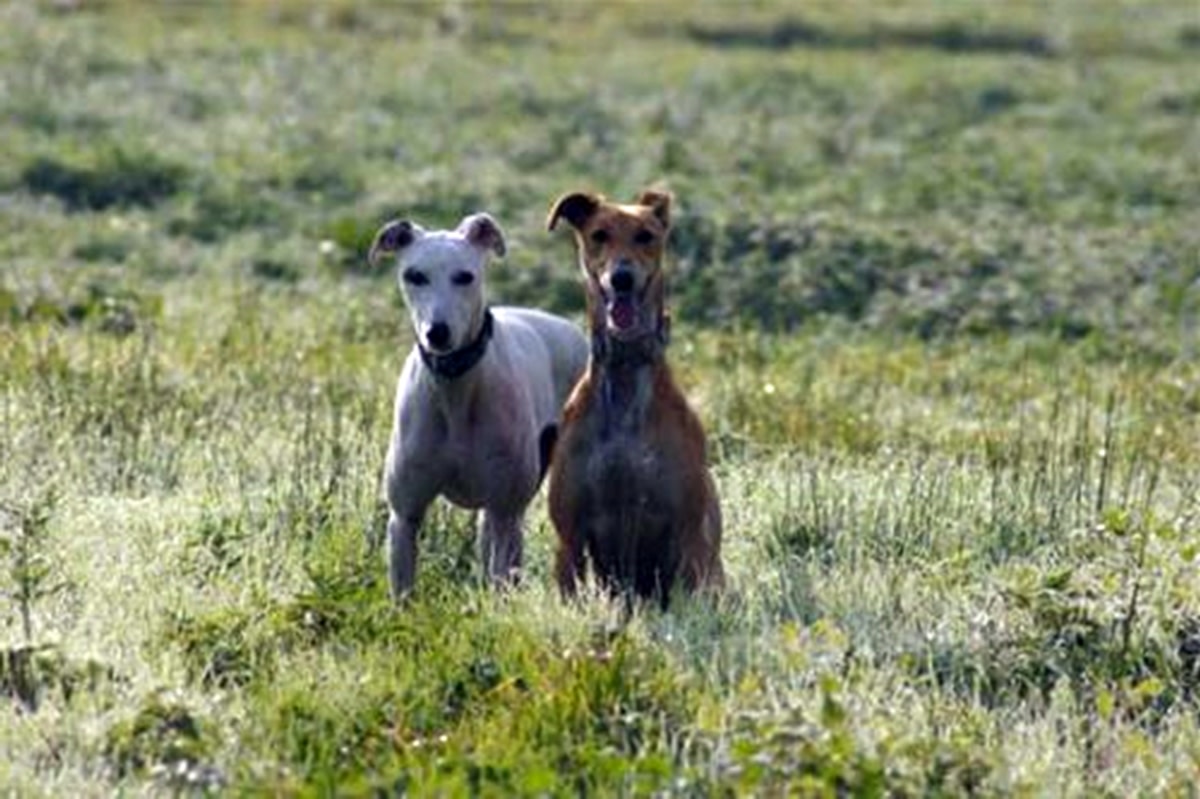 How Efforts to Rehome Greyhounds led to a Backlash from the Racing Industry