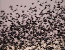 Flocking Black Birds