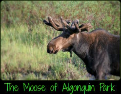 The Moose of Algonquin Park