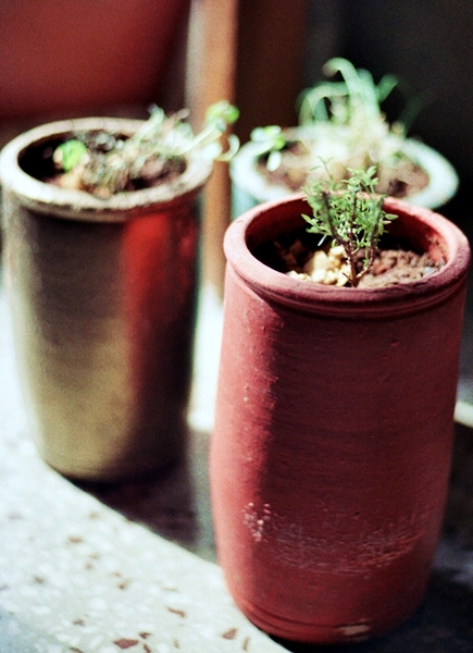 Your kitchen / windowsill herb garden can be beautiful too!