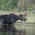 Moose are excellent swimmers. They can hold their breathe for over 30 seconds at a time, can dive up to five metres deep for food and swim a distance of 16 kilometres at a time.