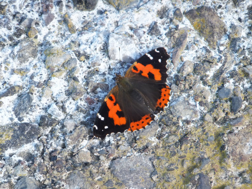 Canary Red Admiral