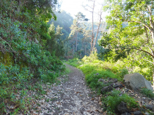 Pathway on the cooler and greener side of Barranco de Ruiz