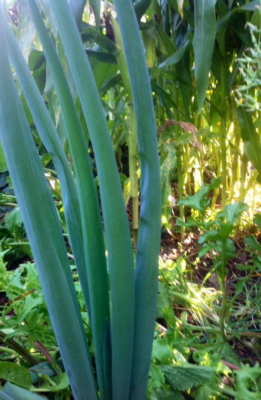 Jumbo Spring Onion