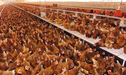 Missouri Lays Egg on California - A Case of the Commerce Clause vs the Immorality of Caged Egg-laying Chickens [236*2]
