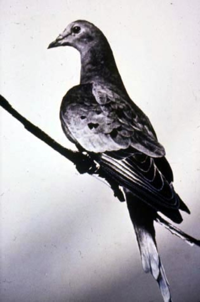 Martha, the last Passenger Pigeon.