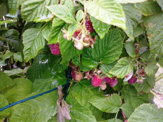 Growing your own raspberries is a great way to save money on produce.