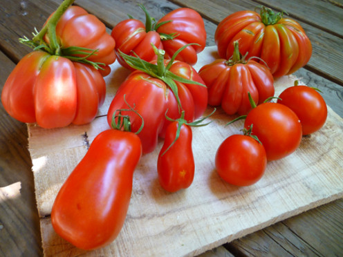 Tomatoes grown on my patio in 2013. 