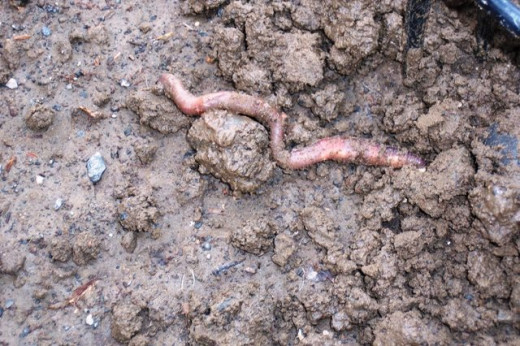 When digging I try not to hurt the earthworms or let them dry out. They are a valuable part of our ecosystem.