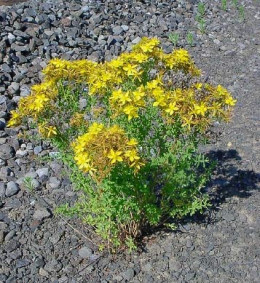 15 Health Benefits of St. John's Wort