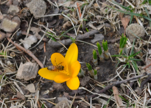 This was literally one of very few blooming crocuses at the time.  It was amazing the bees have them sought out already and are taking advantage of them.  Notice the new ones ready to come out of the ground soon.