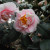 Camellia Japonica, 'C.M. Wilson' - Theaceae. Camellia Japonica, 'C.M. Wilson' - Theaceae.