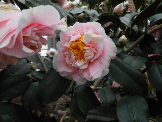 Camellia Japonica, 'C.M. Wilson' - Theaceae. 