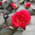 'California' Camellia 'California' Camellia