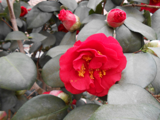 'California' Camellia