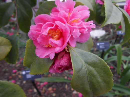 Camellia 'Fragrant Pink'