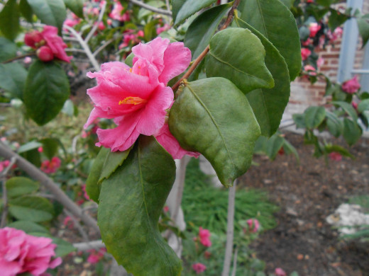 "Fragrant Pink' - Camellia