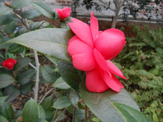 Camellia 'Jinqu' Theaceae