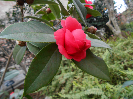 Camellia 'Jinqu' Theaceae