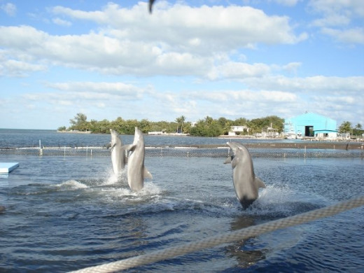 Dolphins are powerful animals, supporting themselves out of the water in the "tail walk" behavior.