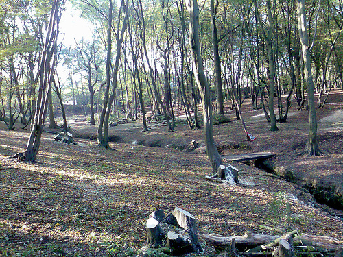 A newly coppiced wood, where previously the canopy was too thick to allow ground growth Copyright Mark Hillary from Flickr