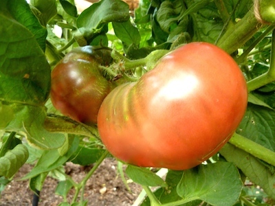 Brandywine: the standard by which all tomatoes are judged.