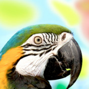 Gazzman91 profile image