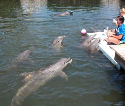 Not all sessions between trainers and dolphins are structured - some are simply "playtime!"