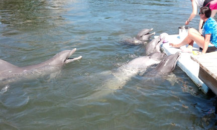 As special "treats" during informal session the dolphins will get ice cubes or gelatin cubes as snacks