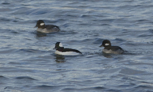Male Bufflehead(Center) and Female Buffleheads(Top and Right)