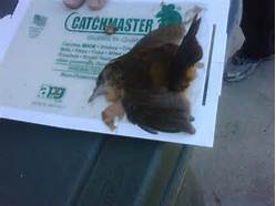 Bird Stuck in Glue Trap--Doesn't This Break Your Heart?