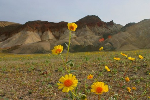 Wildflowers in Death Valley National Park.