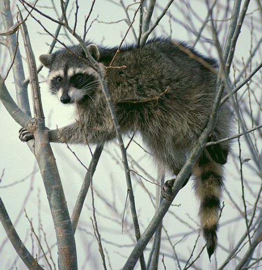 Raccoon in tree,  Lower Klamath National Wildlife Refuge in California.