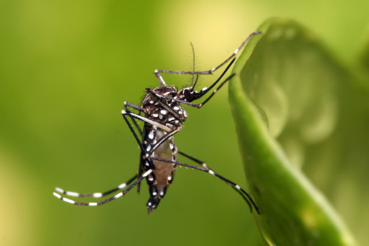 Dengue is caused by a group B arbovirus. It measures 50 nm and there are at least four distinct serotypes- 1 to 4. Viremia is present from the onset up to the first three days. Man is the usual reservoir of infection. The disease is common in India i