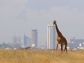 View of the skyline, this is near the entrance of the park, where giraffes seem to be hiding in the trees ready to greet you. 