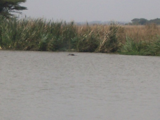 Hippo in the distance, there are others but hard to see.  