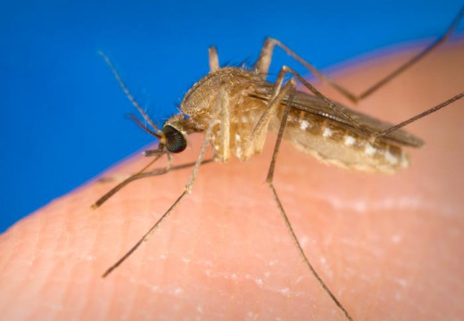 Mosquitoes act as vectors. Important among them are Culex, tritaeniorhyncus, C. Pseudovishnui, C. Vishnui and Anopheles barbirostris. Mosquitoes become infective when they feed on the reservoir hosts. The natural transmission cycle of the virus is bi