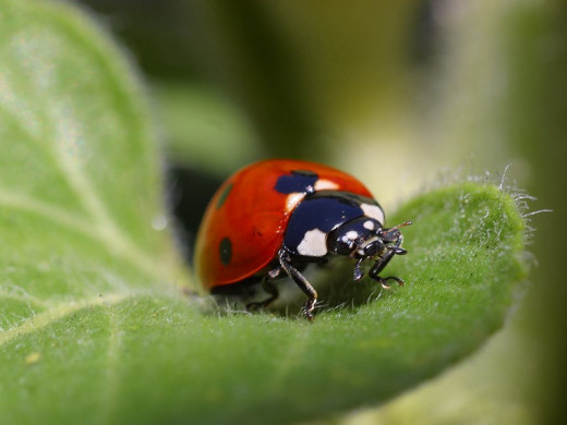 Lady bug patrollling for Aphids. This is one bug you want to see in your garden!
