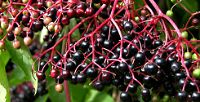 Elderberries
