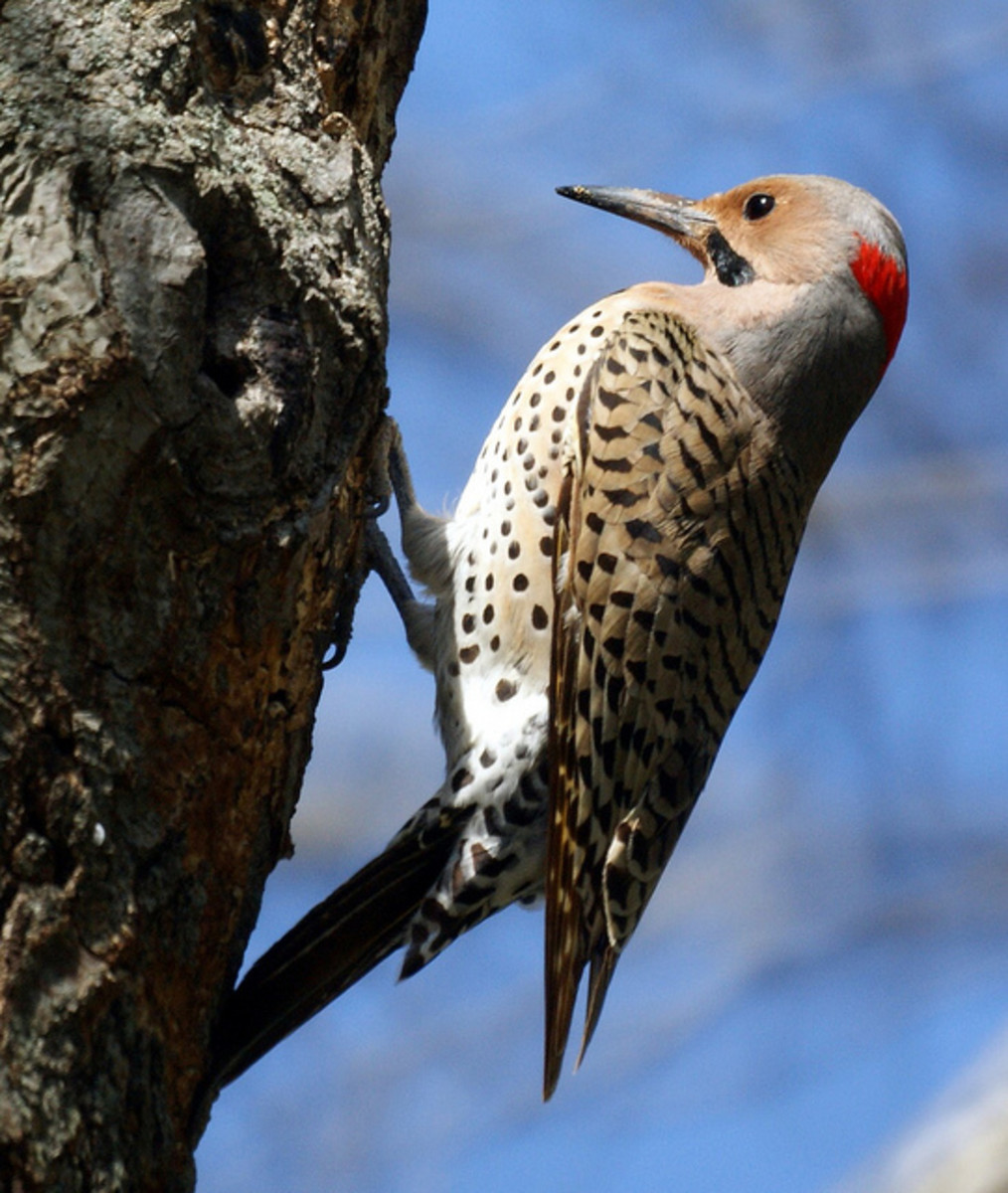 10 Amazingly Colourful Woodpeckers and their Beautiful Allies | hubpages