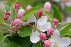 Dog Roses.