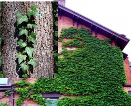 Climbing Ivy.