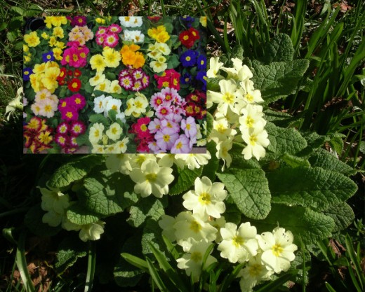 Primrose.