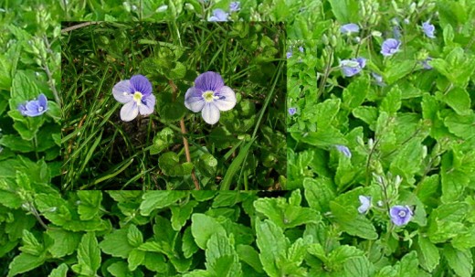 Speedwell.