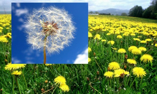 Dandelion.