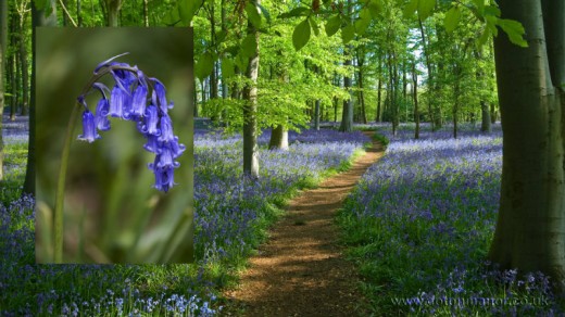 Blue-Bell.